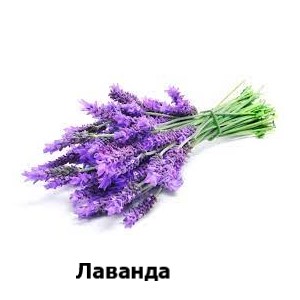 Лаванда